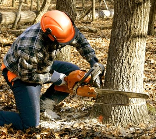 Tree Removal in Grawn, MI